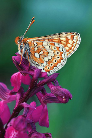 kabiosen-Scheckenfalter  (Euphydryas aurinia)